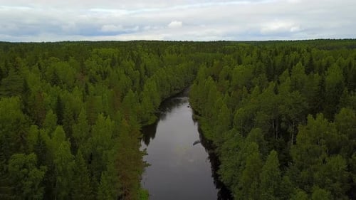 Forest Trees And River From Above