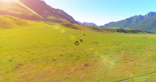 Flug über Wildpferdeherde auf Wiese. Spring Mountains Wilde Natur. Freiheitsökologie Konzept.