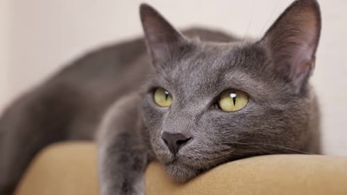 Gray Cat Resting Face Close Up