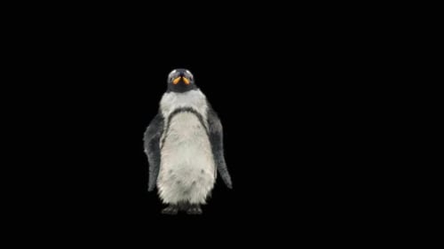 Penguin Dancing HD
