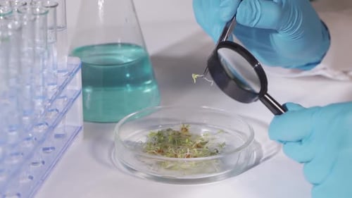 A Scientist in a Modern Biotechnological Laboratory Conducts an Experiment on Plants. Inspects Plant