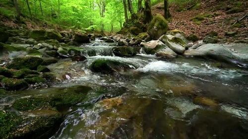 Fast flowing mountain stream in the spring forest
