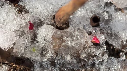 Melting Snow Reveals Spring Buds in Time-Lapse