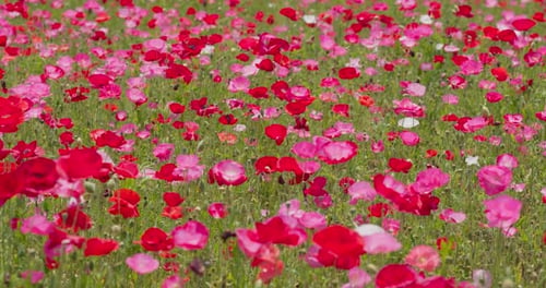 Pink poppy flower in the garden
