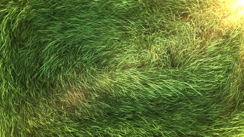 Grass Background 4K