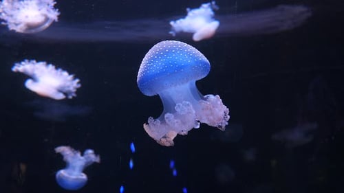 Jellyfish Swimming in Aquarium