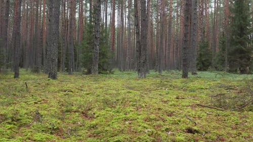 Wald mit Moosteppich