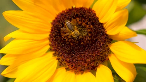 Bee Foraging on Bright Yellow Sunflower in Sunlight