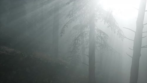 Coniferous Forest Backlit By the Fising Sun on a Misty