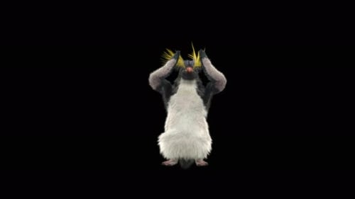 Cute Rockhopper Penguin Dancing Character Animation