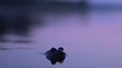 Solitary Frog Resting in Twilight Water