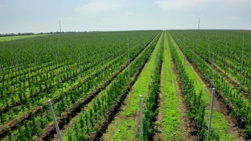 Planting Fruit Trees From a Bird's Eye View
