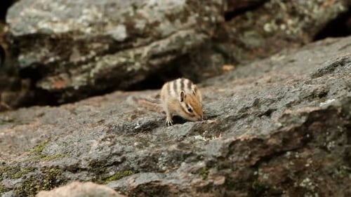 Zeitlupe eines süßen flauschigen Chipmunk, der auf einen Felsen springt und nach Nahrung sucht.