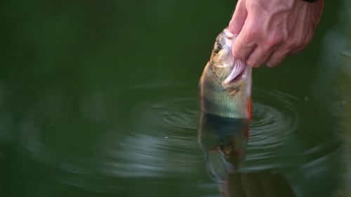 The Angler Released the Perch Into the Lake