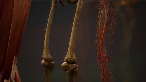 Human Anatomy Systems 3D Rendered Medical Science Visualization