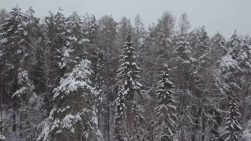Pine Forest Under Snow in Winter. Elevating Aerial View of Coniferous Fir Trees