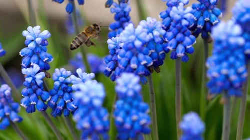 Honeybee Collecting Pollen on Blue Spring Flowers