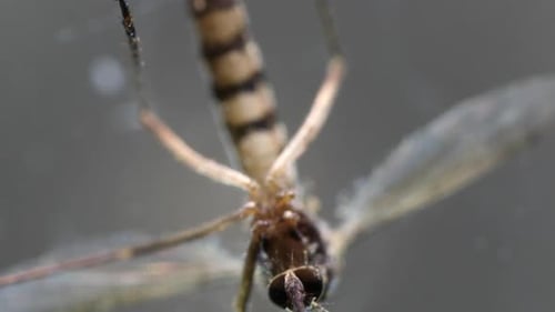 Análisis de mosquitos