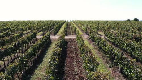 Vinery