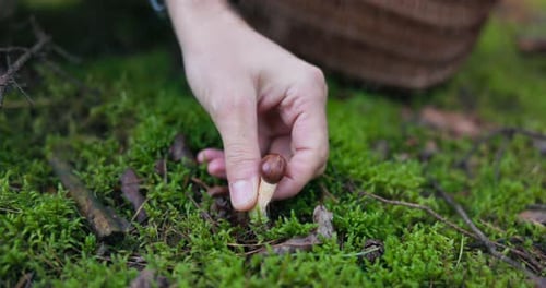 A Closeup of Moss in the Woods with a Brown Mushroom Hat Sticking Out a Man Carefully Plucks a