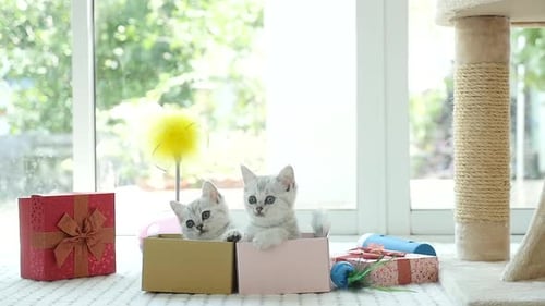 Two Fluffy Kittens Inside Colorful Gift Boxes