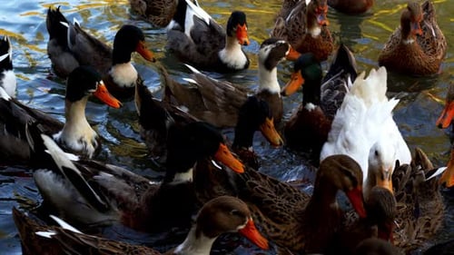 Vogeltier Ente Im See 13