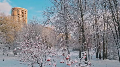 Red Rowan Berries Under The First Snow