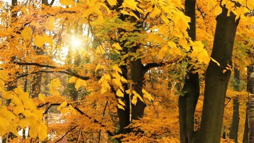 couleurs d'automne sur l'érable, feuilles tombantes et soleil
