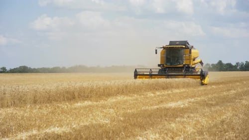 Combine Harvester Gathers the Wheat Crop
