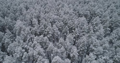 Winter Landscape with Forest