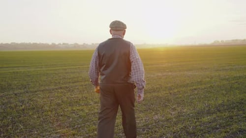 Senior Farmer Walks on Evening Field with Corn Stalks in Hands