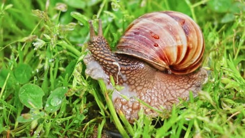 Snail