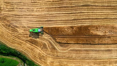 Top view of combine harvesting golden ripe wheat field. Harvester working in field, aerial view