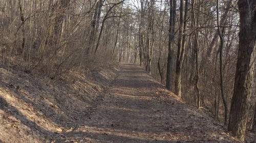 Foot path through the forest 4K aerial video