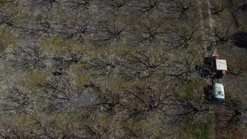 Farmers Spraying Blooming Orchard From Above, Rural Setting