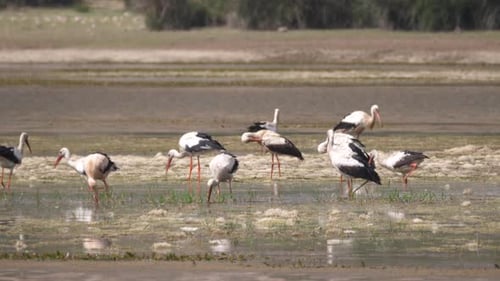Gruppe Störche in einem See in Marokko
