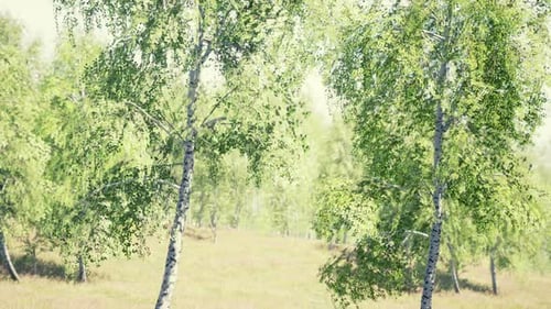 Birch Forest in Sunlight in the Morning