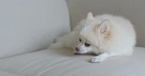 White Dog Resting Comfortably on Light Couch