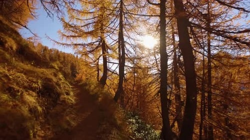 POV Walking on Fall Woods Path Near Trees with Sun and Snowy Mounts