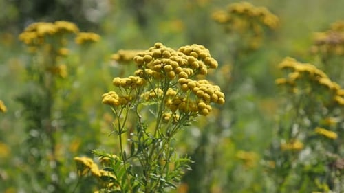 Perennial herbal plant tansy Tanacetum vulgare close-up 4K video