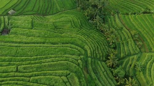 Campos de arroz en Bali
