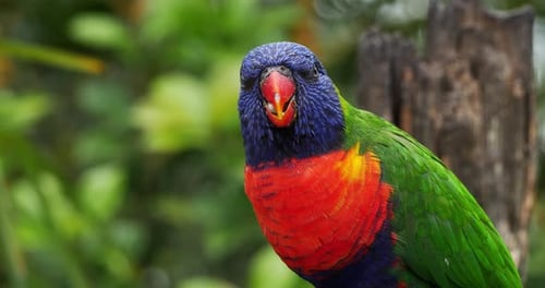 Regenbogen-Lorikeet, Trichoglossus haematodus moluccanus, Erwachsener stehend auf Ast, Echtzeit 4K