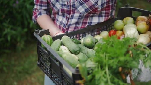Freshly Harvested Vegetables in a Crate