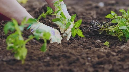 Closeup Planting Seedlings of Tomatoes in the Ground