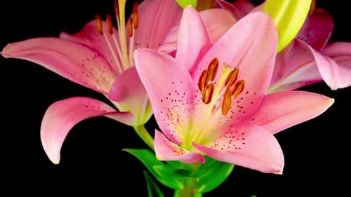 Pink Lily Blooming Timelapse on Black Background