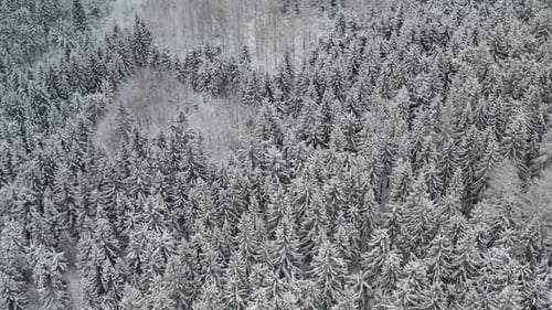 Aerial View of Large Area of Frozen Forest with High Pine and Spruce Trees Covered with Snow