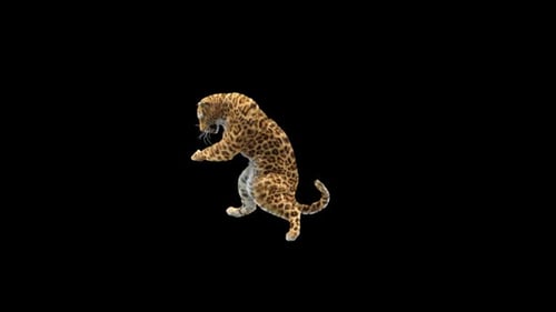 Leopard Dancing HD
