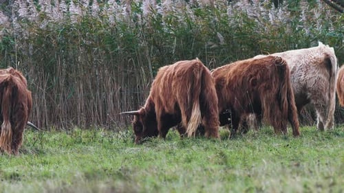 Herd Of Highland Cattle (Bos taurus Taurus) Grazing Grass On The Green Pasture