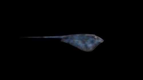 Schwimmen mit blauem Stachelrochen