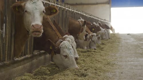 Cow milk farm, cows eating feed.